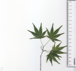 １イロハモミジ (2).jpg