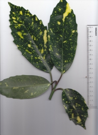 ２アオキ (2).jpg