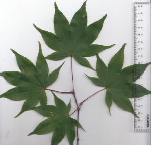 １０オオモミジ (2).jpg