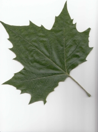 １７アメリカスズカケノキ (2).pdf