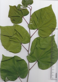 １９ハナズオウ (2).jpg