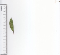 １９ハナズオウ (3).jpg