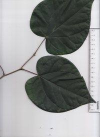 １９ハナズオウ (4).jpg