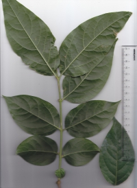 31ロウバイ (2).jpg