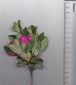 32オオムラサキ (2).jpg