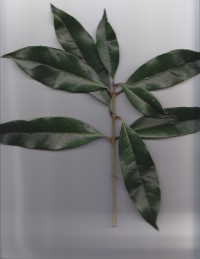 40キンモクセイ (2).jpg