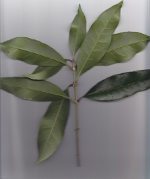 40キンモクセイ (3).jpg