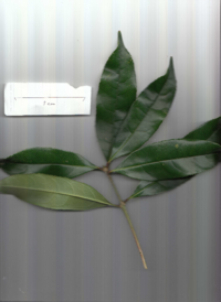 キンモクセイ (2).pdf