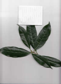 キンモクセイ（３）.pdf