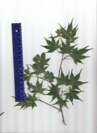 イロハモミジ.pdf