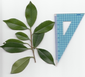 カナメモチ (2).jpg