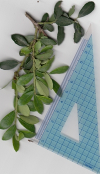 イヌツゲ (2).jpg