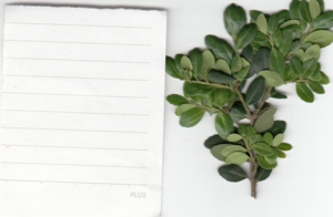 イヌツゲ (3).jpg