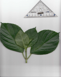 ガクアジサイ.pdf