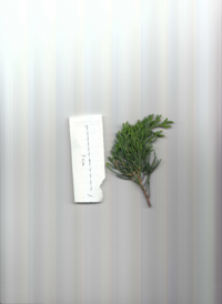 カイズカイブキ.pdf