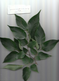 エドヒガン.pdf