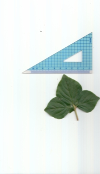 ミツバツツジ (2).jpg