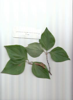 ミツバツツジ.pdf