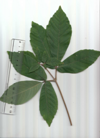 メグスリノキ.pdf