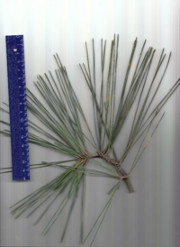 クロマツ (2).pdf