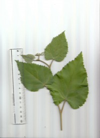 ボダイジュ.pdf