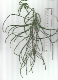 ポンドサイプレス.pdf