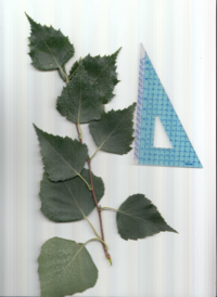 シラカンバ.pdf