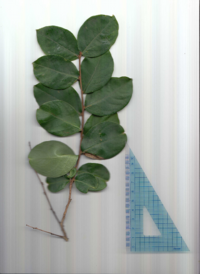 サルスベリ (2).pdf