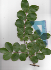 サルスベリ.pdf