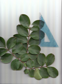 サルスベリ（２）.pdf