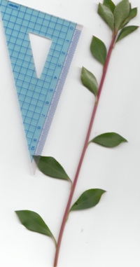 ドウダンツツジ (2).jpg