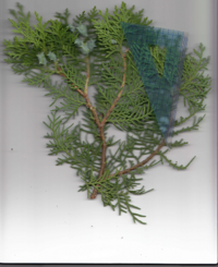 コノテガシワ.pdf