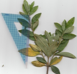 オオムラサキツツジ (2).jpg