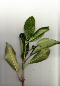 サンゴジュ (2).jpg