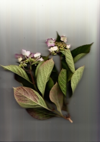 ガクアジサイ (2).jpg