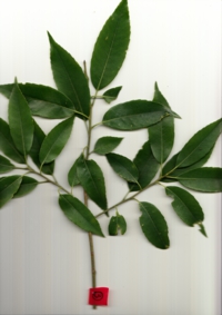 シラカシ (2).jpg