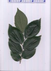 不明（a） (2).jpg